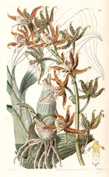 Mormodes lineata（Mormodes lineatumとして）